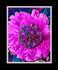 three visions of a flower in one thumbnail